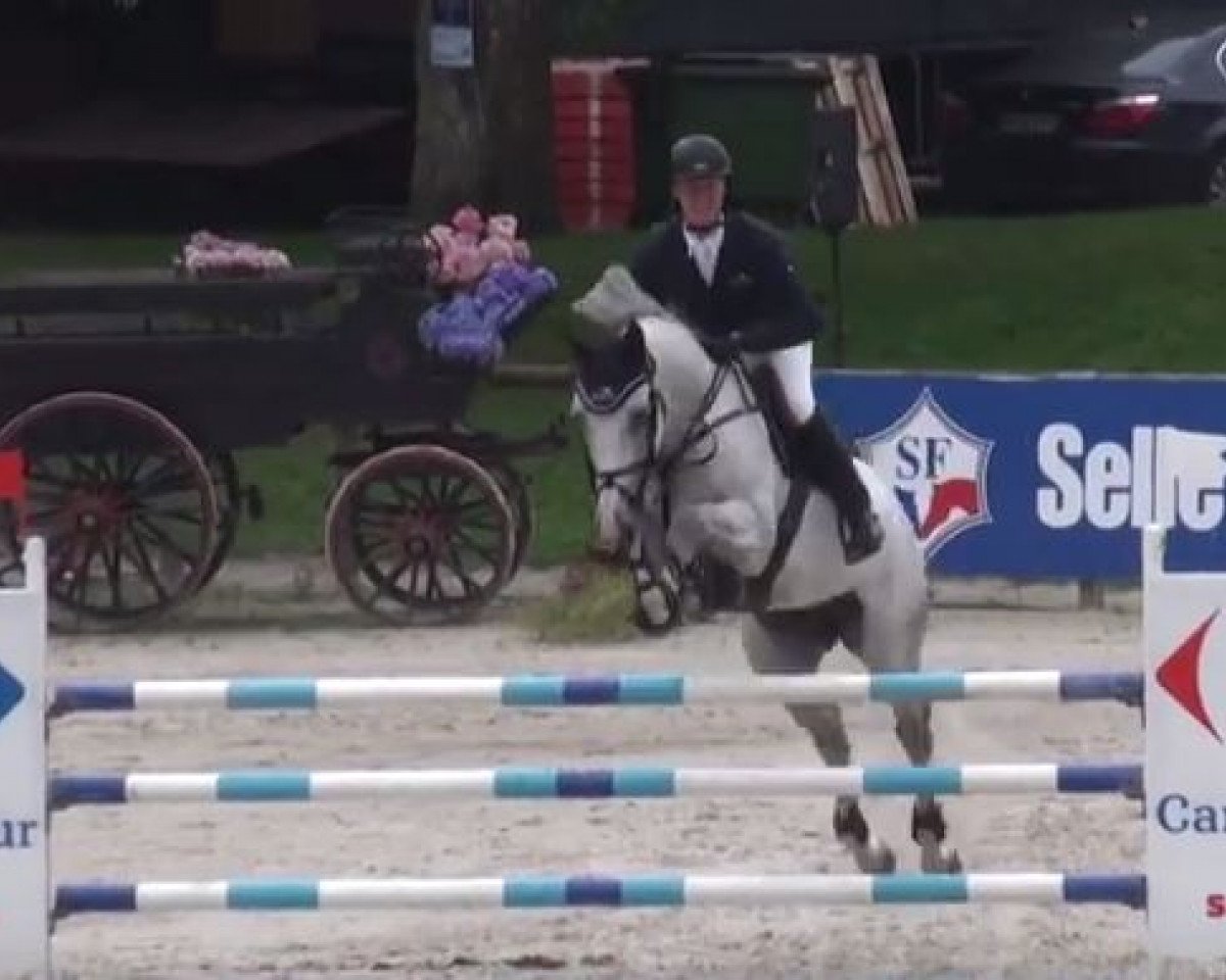 stallion Chilli Pepper van de Helle (Belgian Warmblood, 2002, from Cumano)