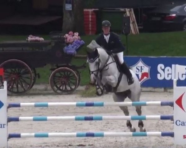 Deckhengst Chilli Pepper van de Helle (Belgisches Warmblut, 2002, von Cumano)