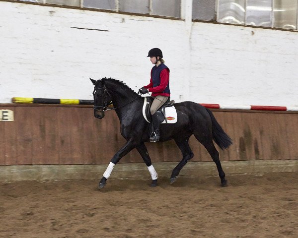 horse Wallach von St. Moritz Junior (Hanoverian, 2012, from St. Moritz Junior)