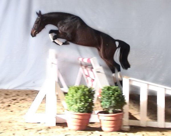 Springpferd Asthor (Hannoveraner, 2012, von Asti's Amsterdam)
