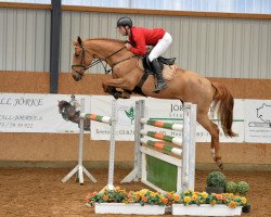 jumper DSP Goldquelle (German Sport Horse, 2011, from Gepsom)