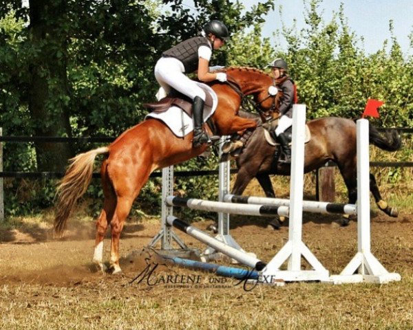 Dressurpferd Hexe 231 (Deutsches Reitpony, 2000, von Aron N)