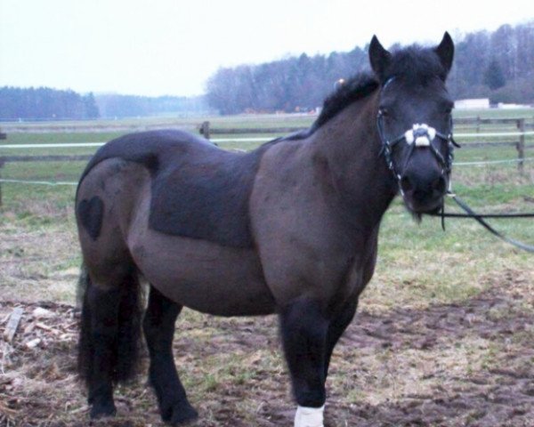 Pferd Power (Deutsches Reitpony, 2000) Pferd Power (Deutsches Reitpony, 2000)