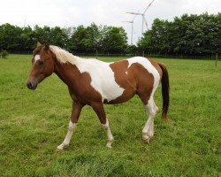 jumper Sammy (Paint Horse, 2013)