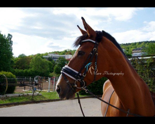 dressage horse Klara 5 (Württemberger, 1995, from Kern)