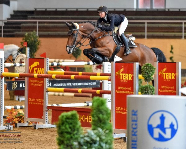 jumper Cayman (Holsteiner, 2006, from Candillo Z)