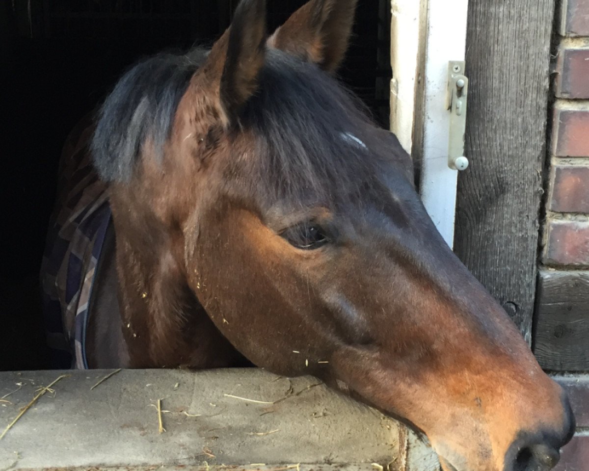 Springpaard Cunningham 3 (Holsteiner, 2008, van Canturo)