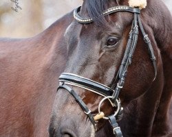dressage horse Ramira 399 (Westphalian, 2006, from Rockford)