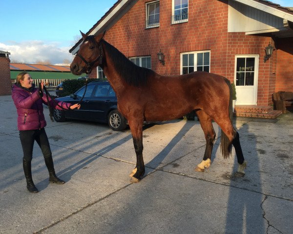 horse Carter (Westphalian, 2012, from Carell)