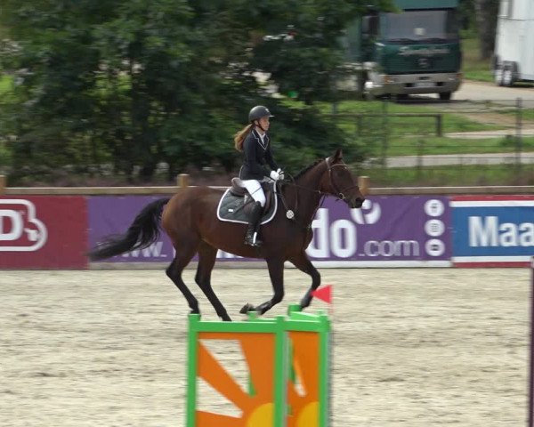 Reitturnier Westergellersen 2021