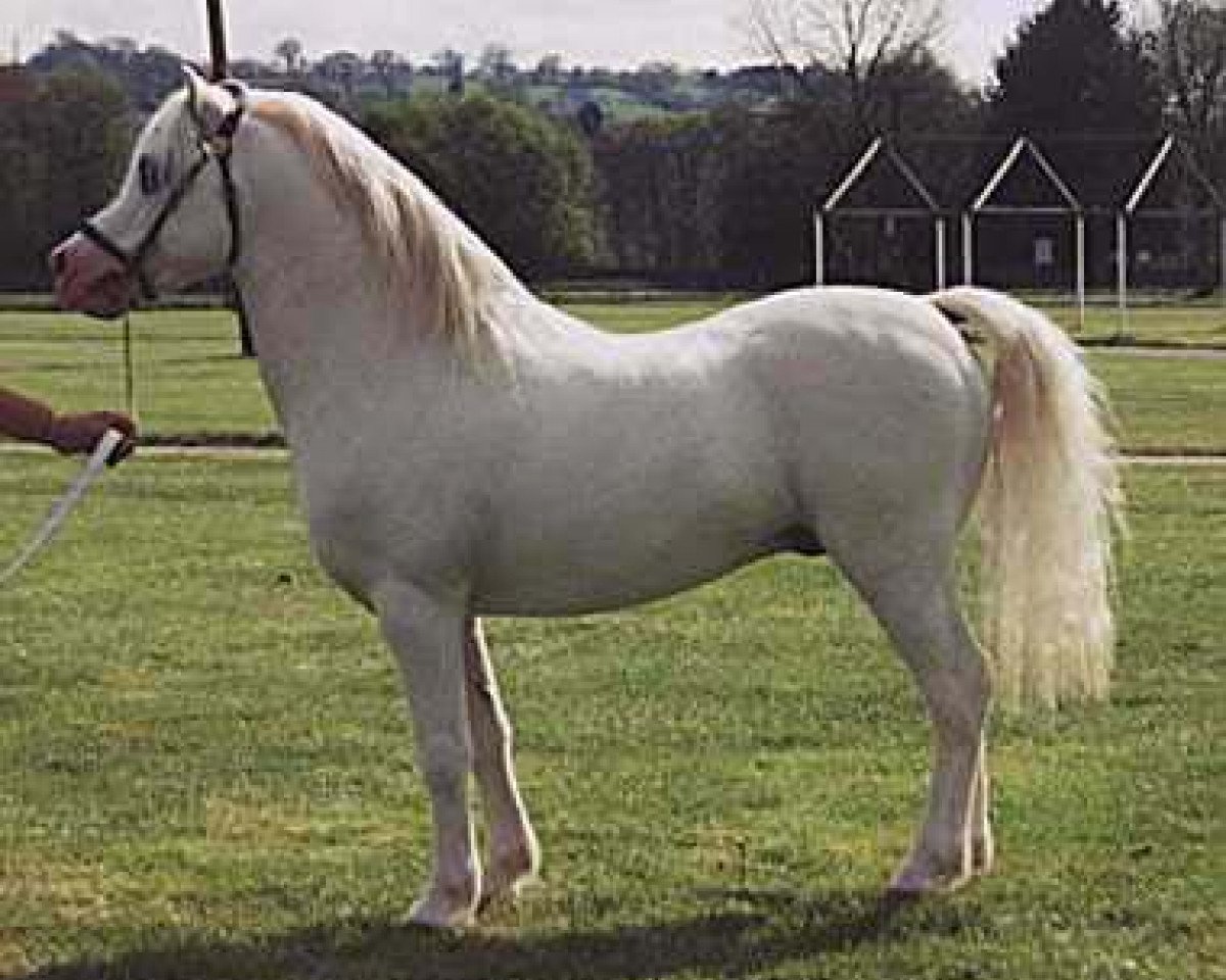 stallion Revel Justy (Welsh mountain pony (SEK.A), 1993, from Revel Humming Top)