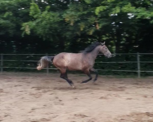 Pferd C'est Arielle (Hannoveraner, 2018, von Clinton's Heart)