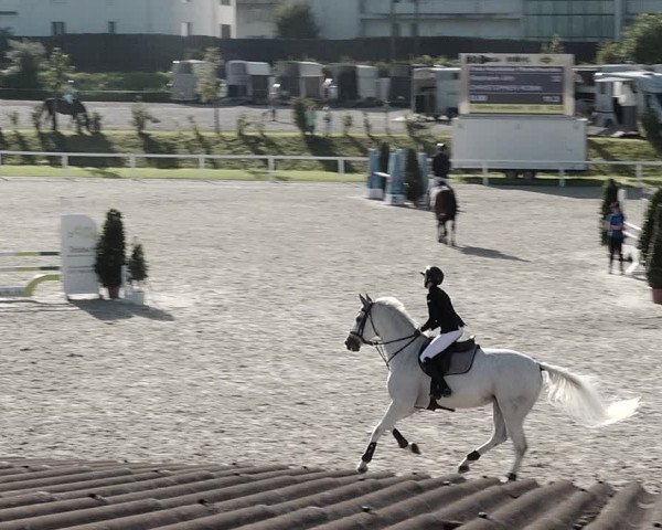 Pferdesporttage Bülach 2021