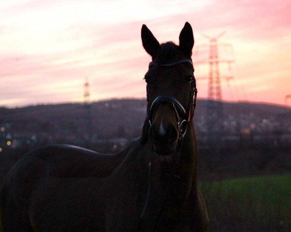 jumper Dream of Eternity (Westphalian, 2005, from Dinard L)