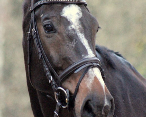 jumper Undine 80 (Holsteiner, 2004, from Leonce)