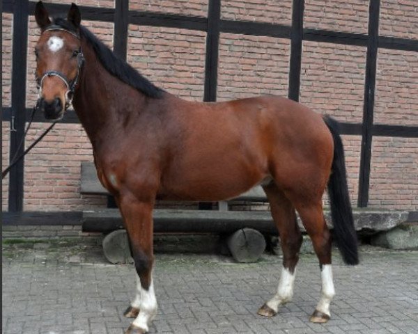 horse Chipmunks (Hanoverian, 2011, from Comte)