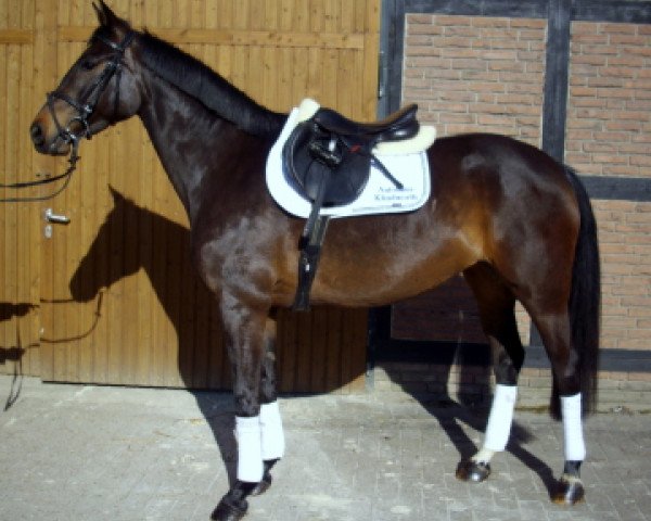 jumper Savanna Club (Hanoverian, 2011, from Stolzenberg)