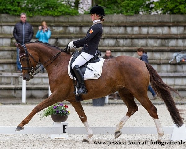 Dressurpferd Romina 426 (Hannoveraner, 2007, von Royal Blend)