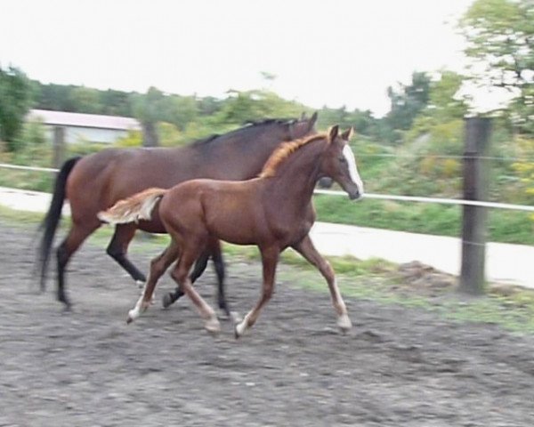 horse Quentino K (German Sport Horse, 2015, from DSP Quasi Gold Md)
