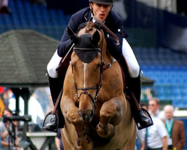 Springpferd Desteny van het Dennehof (Belgisches Warmblut, 2003, von Andiamo)