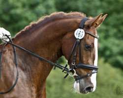 jumper Eduard (KWPN (Royal Dutch Sporthorse), 2009, from Manno)