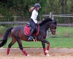 Springpferd Say Geronimo (Deutsches Reitpony, 2010)