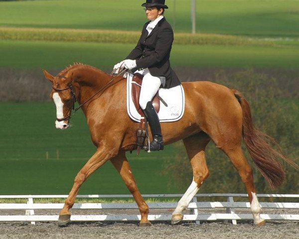 Zuchtstute Chalavaina Grischuna CH (Schweizer Warmblut, 1999, von Karondo vom Schlösslihof)