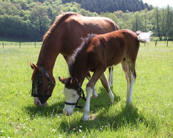 horse Vico (German Riding Pony, 2010, from VIP 2)