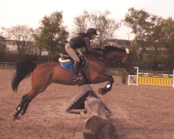 horse Monza (KWPN (Royal Dutch Sporthorse), 1994, from Bijou du Taillan) horse Monza (KWPN (Royal Dutch Sporthorse), 1994, from Bijou du Taillan)