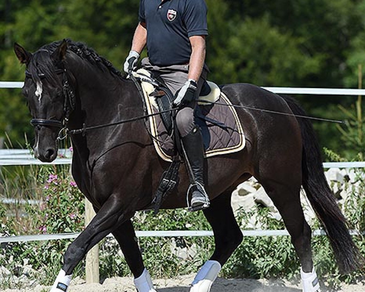 horse Cascal (Württemberger, 2009, from Helenenhof's Carabas)