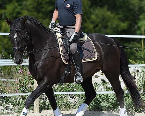 Pferd Cascal (Württemberger, 2009, von Helenenhof's Carabas)