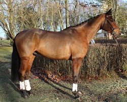 Cheval de saut Lasse 122 (Cheval de Selle Allemand, 2009, de Landrebell)