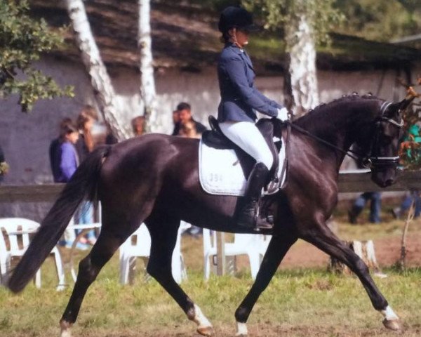 jumper Darleen HR (Hanoverian, 2011, from De Niro)
