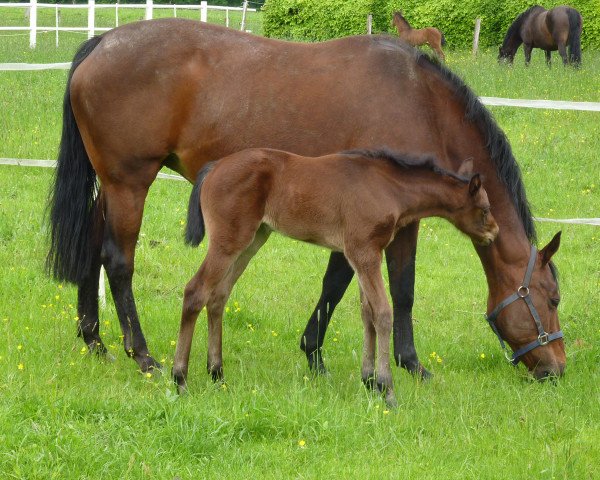 broodmare Gwendolin (Mecklenburg, 1995, from Grabensee)