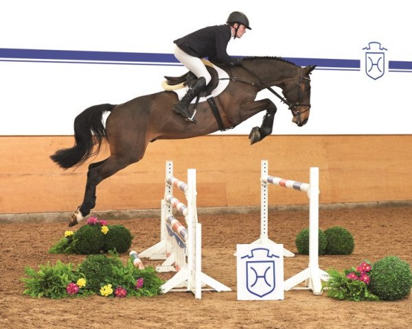jumper Casanova (Holsteiner, 2011, from Casall Ask)