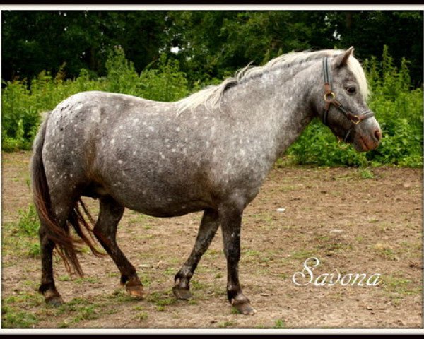 broodmare Savona van Dyck (Dt.Part-bred Shetland pony, 2004, from Kerswell Golden Son)