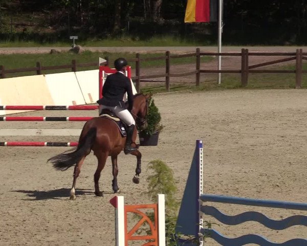 Springturnier Westergellersen III 2020