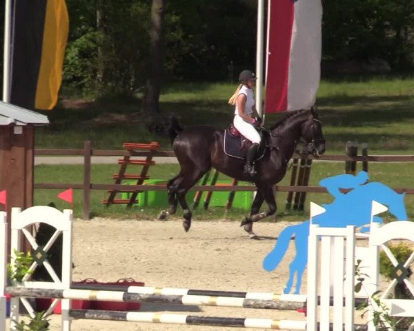 Springturnier Westergellersen III 2020