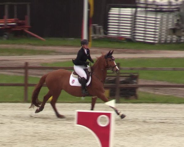 Springturnier Westergellersen III 2020