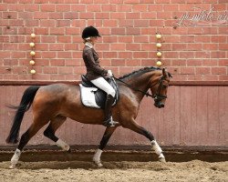 Broodmare Covergirl WE (German Riding Pony, 2011, from No Limit)
