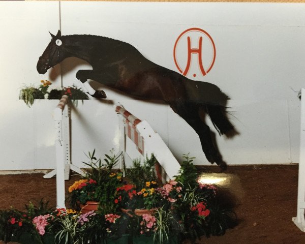 Dressurpferd Molinari 2 (Hessisches Warmblut, 1994, von Mohr)