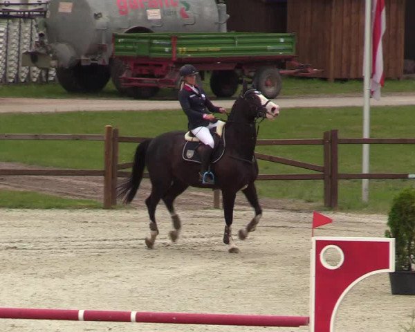 Springturnier Westergellersen III 2020