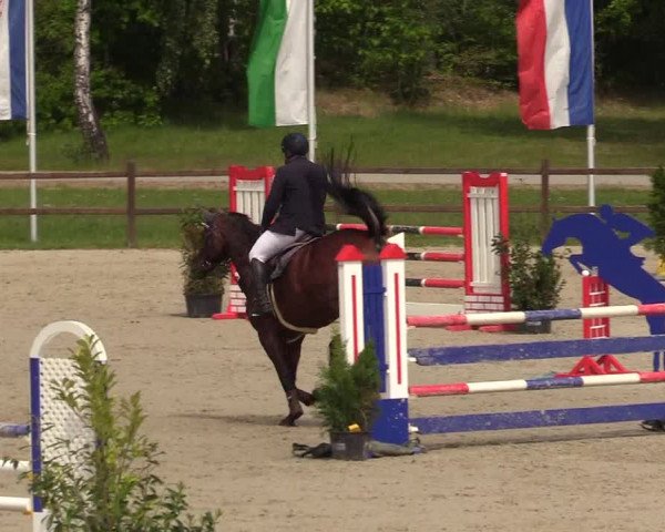 Springturnier Westergellersen III 2020