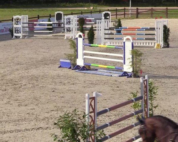Springturnier Westergellersen III 2020