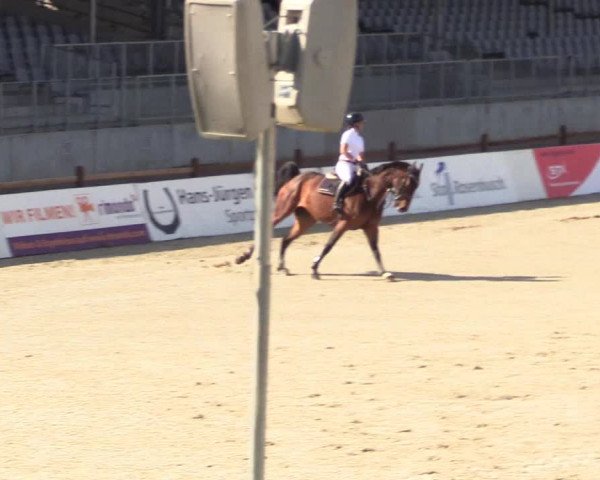 Springturnier Westergellersen III 2020
