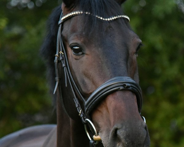 jumper Captain Jack 51 (Holsteiner, 2008, from Conello)