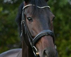 jumper Captain Jack 51 (Holsteiner, 2008, from Conello)