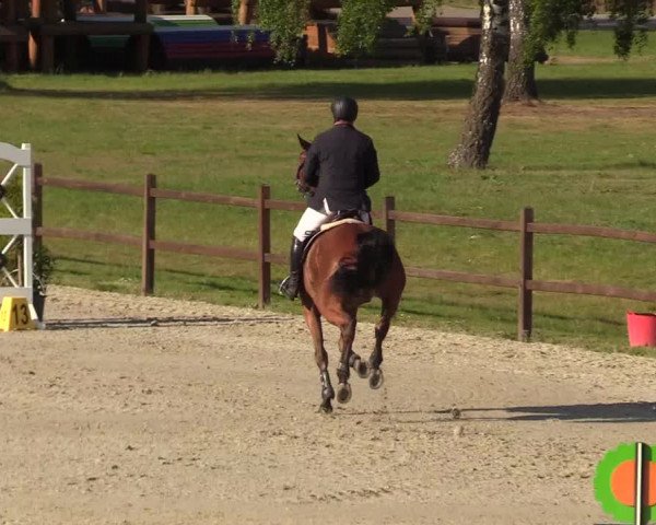 Springturnier Westergellersen III 2020