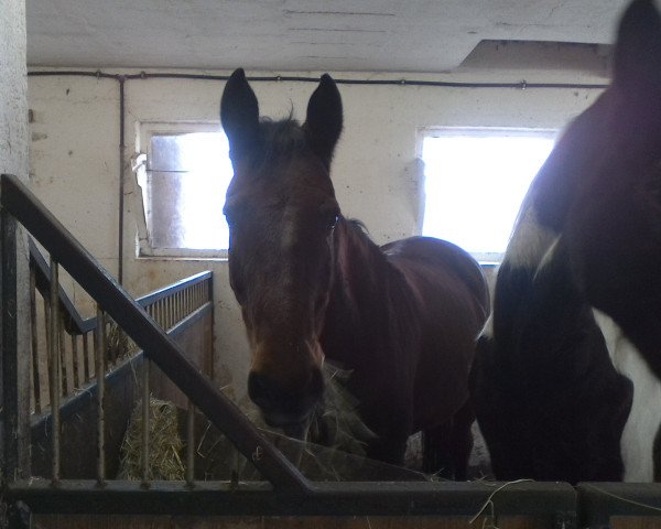 horse Pilgrim 12 (Westphalian, 1995, from Potsdam)