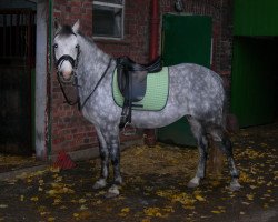broodmare Boney (Welsh-Pony (Section B), 1998, from Brynore Petrel)